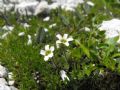 Saxifraga androsacea